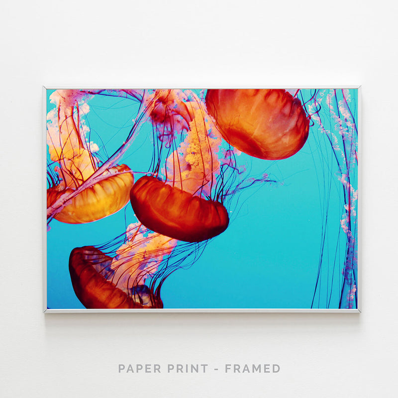 Jellyfish I | Art Print - SC-Art-Frames