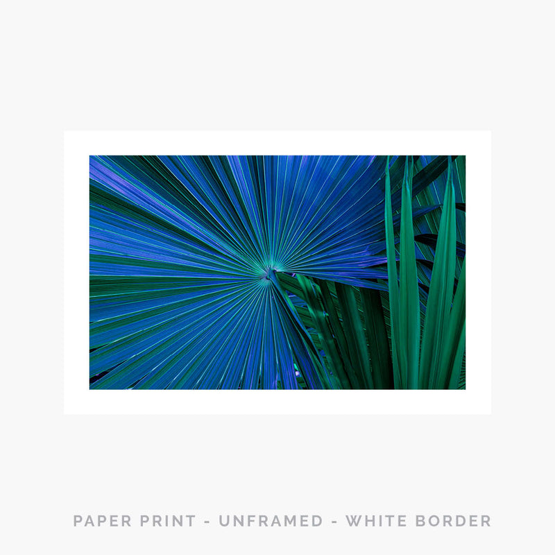 Palm III | Art Print - SC-Art-Frames
