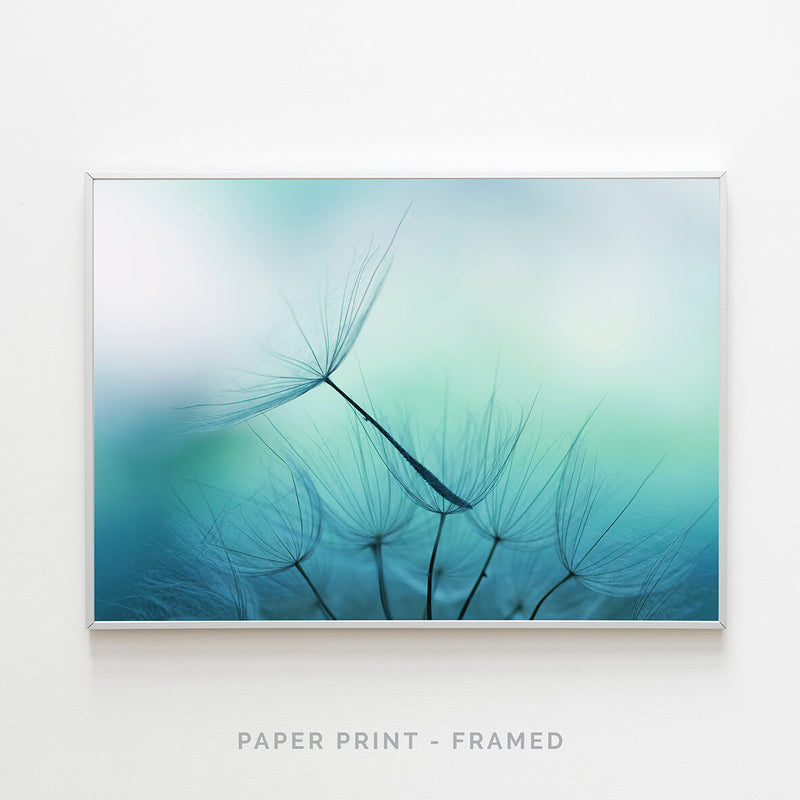 Dandelion | Art Print - SC-Art-Frames