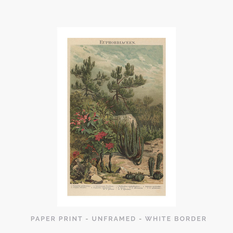 Euphorbiaceen | Art Print - SC-Art-Frames