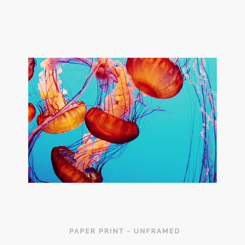 Jellyfish I | Art Print - SC-Art-Frames