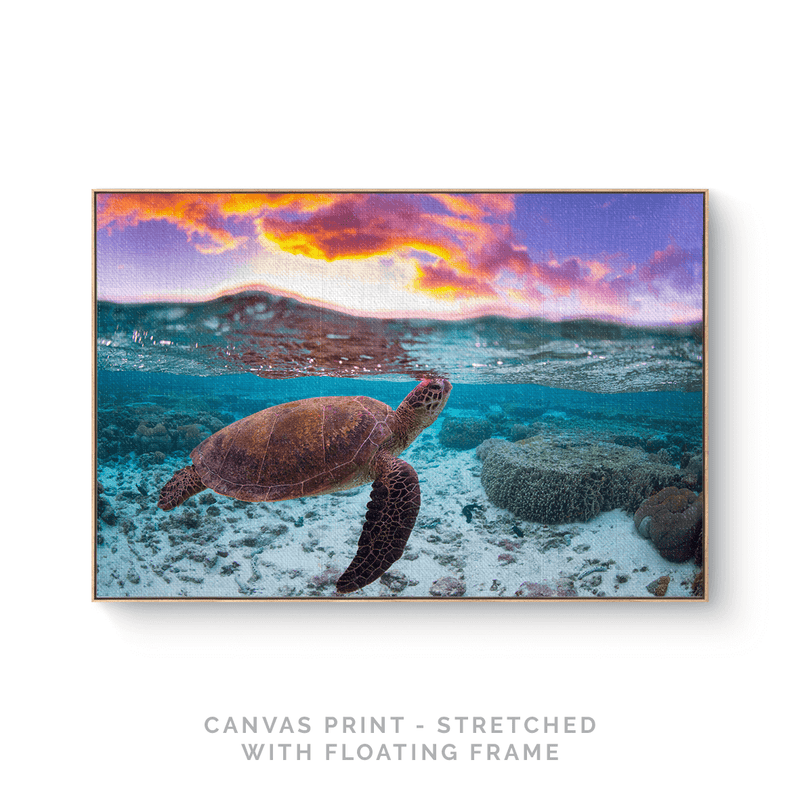Turtle I | Canvas Print - SC-Art-Frames