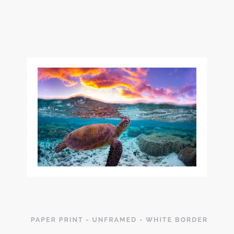 Turtle I | Art Print - SC-Art-Frames
