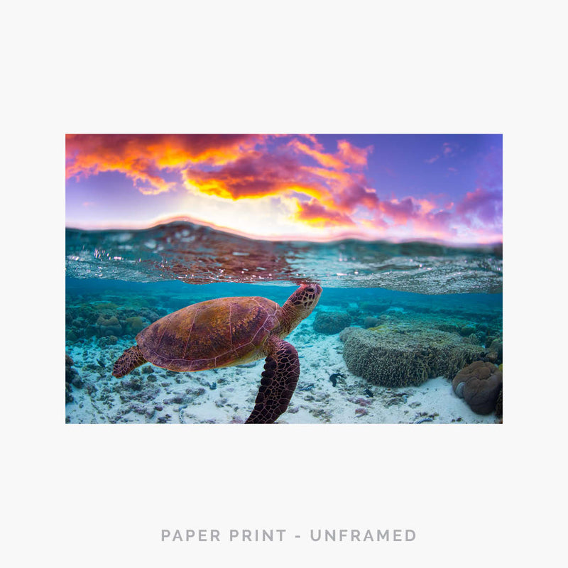 Turtle I | Art Print - SC-Art-Frames
