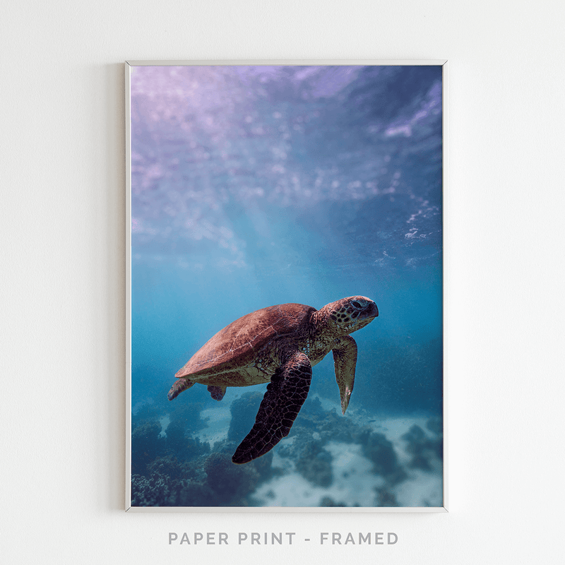 Turtles III | Art Print - SC-Art-Frames
