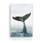 Whale Tale | Canvas Print