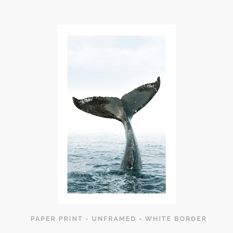 Whale Tale | Art Print - SC-Art-Frames