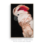 a picture of a pink and white bird with red feathers